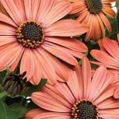 Dvoutvárka 'Tradewinds Terracotta' - Osteospermum ecklonis 'Tradewinds Terracotta'