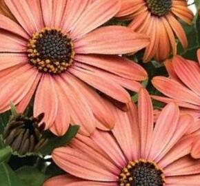 Dvoutvárka 'Tradewinds Terracotta' - Osteospermum ecklonis 'Tradewinds Terracotta'