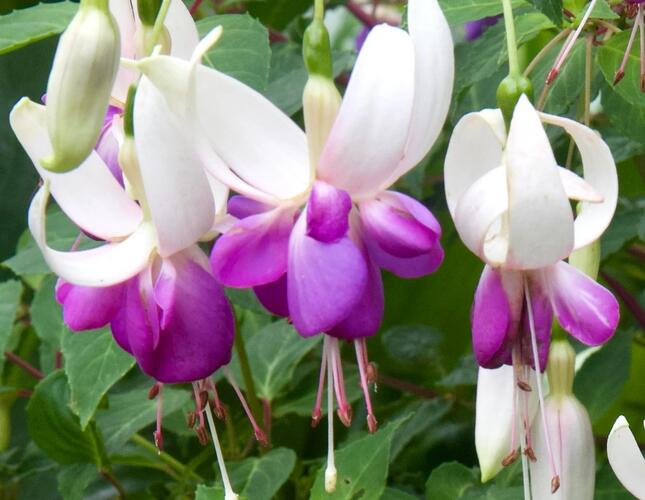 Fuchsie, čílko 'Delta's Sarah' - Fuchsia hybrida 'Delta's Sarah'