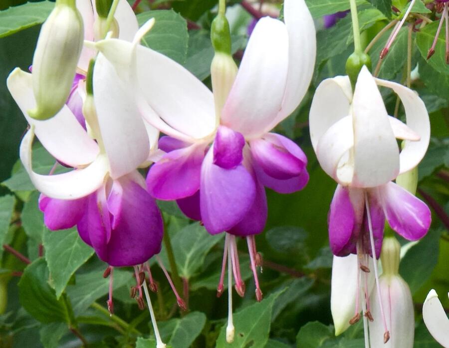 Fuchsie, čílko 'Delta's Sarah' - Fuchsia hybrida 'Delta's Sarah'