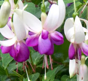 Fuchsie, čílko 'Delta's Sarah' - Fuchsia hybrida 'Delta's Sarah'