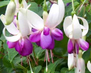 Fuchsie, čílko 'Delta's Sarah'