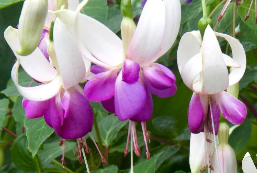 Fuchsie, čílko 'Delta's Sarah' - Fuchsia hybrida 'Delta's Sarah'