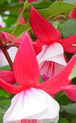 Fuchsie, čílko 'Ernie' - Fuchsia hybrida 'Ernie'