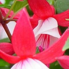 Fuchsie, čílko 'Ernie' - Fuchsia hybrida 'Ernie'