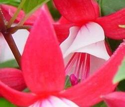 Fuchsie, čílko 'Ernie'