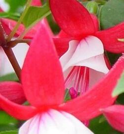 Fuchsie, čílko 'Ernie' - Fuchsia hybrida 'Ernie'
