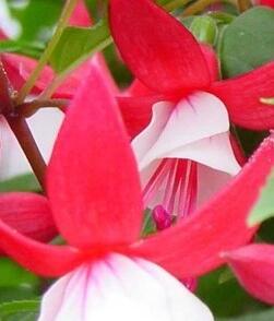 Fuchsie, čílko 'Ernie'