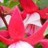 Fuchsia hybrida 'Ernie'.jpg