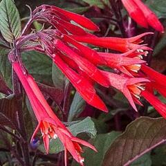 Fuchsie, čílko 'Gartenmeister Bonstedt' - Fuchsia hybrida 'Gartenmeister Bonstedt'