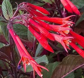 Fuchsie, čílko 'Gartenmeister Bonstedt' - Fuchsia hybrida 'Gartenmeister Bonstedt'