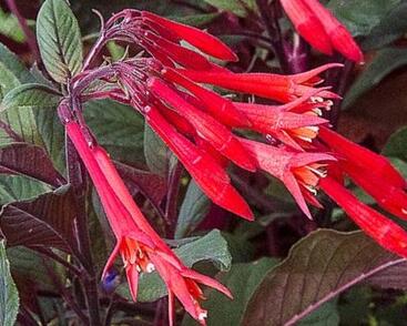 Fuchsie, čílko 'Gartenmeister Bonstedt'
