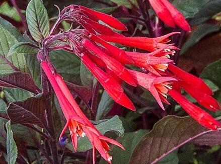 Fuchsie, čílko 'Gartenmeister Bonstedt' - Fuchsia hybrida 'Gartenmeister Bonstedt'