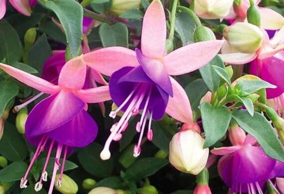 Fuchsie, čílko 'Lambada' - Fuchsia hybrida 'Lambada'