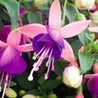 Fuchsie, čílko 'Lambada' - Fuchsia hybrida 'Lambada'