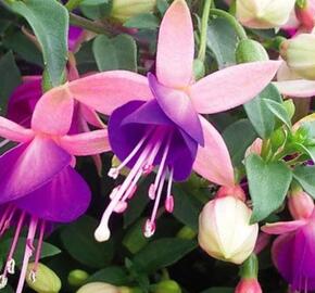 Fuchsie, čílko 'Lambada' - Fuchsia hybrida 'Lambada'