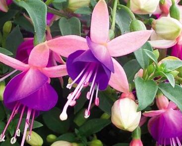 Fuchsie, čílko 'Lambada'