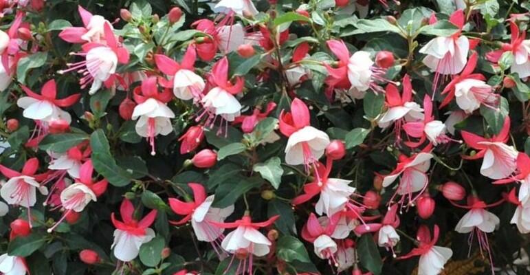 Fuchsie, čílko 'Summermelody Carmine White' - Fuchsia hybrida 'Summermelody Carmine White'