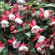 Fuchsie, čílko 'Summermelody Carmine White' - Fuchsia hybrida 'Summermelody Carmine White'
