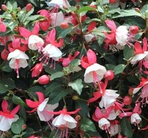 Fuchsie, čílko 'Summermelody Carmine White' - Fuchsia hybrida 'Summermelody Carmine White'
