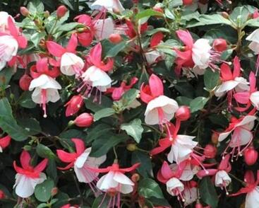 Fuchsie, čílko 'Summermelody Carmine White'