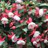 Fuchsia hybrida 'Summermelody Carmine White'.jpeg