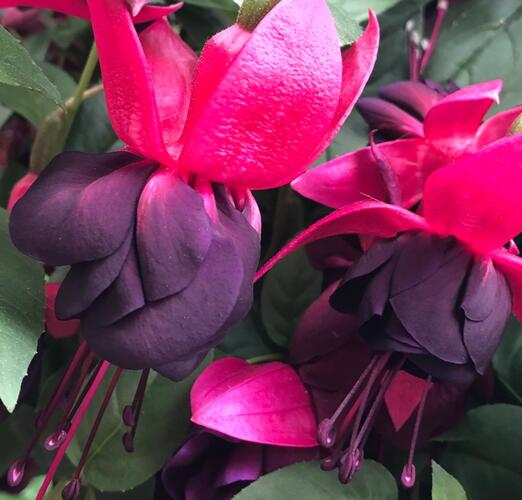 Fuchsie, čílko 'New Millenium' - Fuchsia hybrida 'New Millenium'