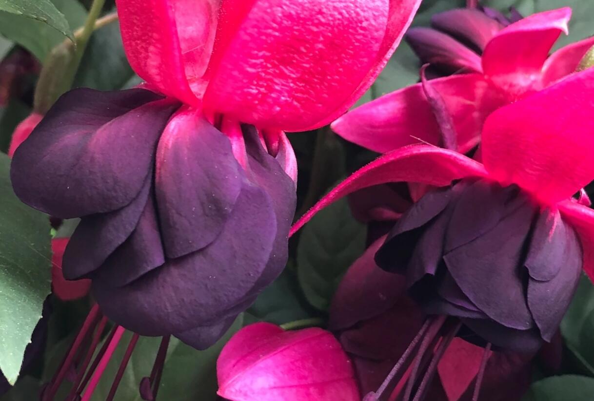 Fuchsie, čílko 'New Millenium' - Fuchsia hybrida 'New Millenium'