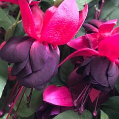 Fuchsie, čílko 'New Millenium' - Fuchsia hybrida 'New Millenium'