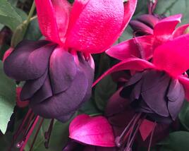 Fuchsie, čílko 'New Millenium'