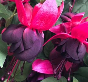 Fuchsie, čílko 'New Millenium'