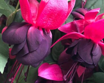 Fuchsie, čílko 'New Millenium'