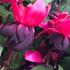Fuchsia hybrida 'New Millenium'.jpg