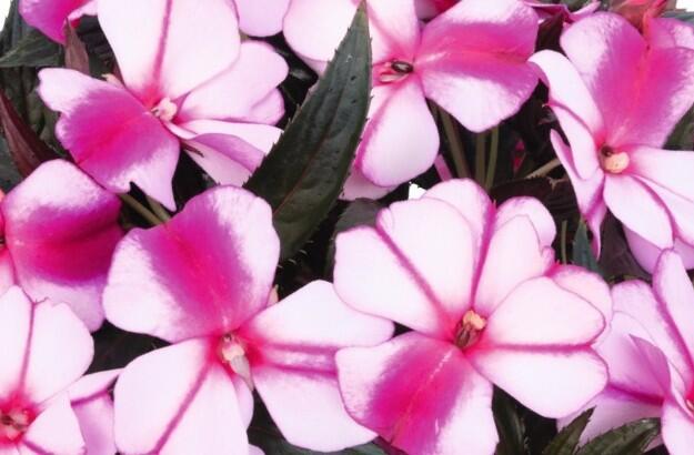 Netýkavka, balzamína 'Magnum Violet Star' - Impatiens Neu Guinea 'Magnum Violet Star'
