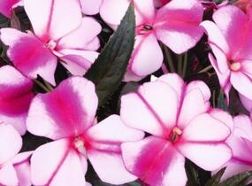 Netýkavka, balzamína 'Magnum Violet Star' - Impatiens Neu Guinea 'Magnum Violet Star'