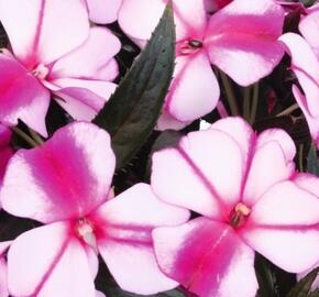Netýkavka, balzamína 'Magnum Violet Star' - Impatiens Neu Guinea 'Magnum Violet Star'