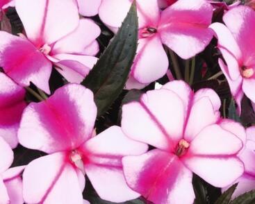 Netýkavka, balzamína 'Magnum Violet Star'