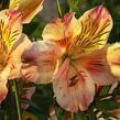 Alstromérie, boubelka 'Inticancha Sunset' - Alstroemeria hybrida 'Inticancha Sunset'