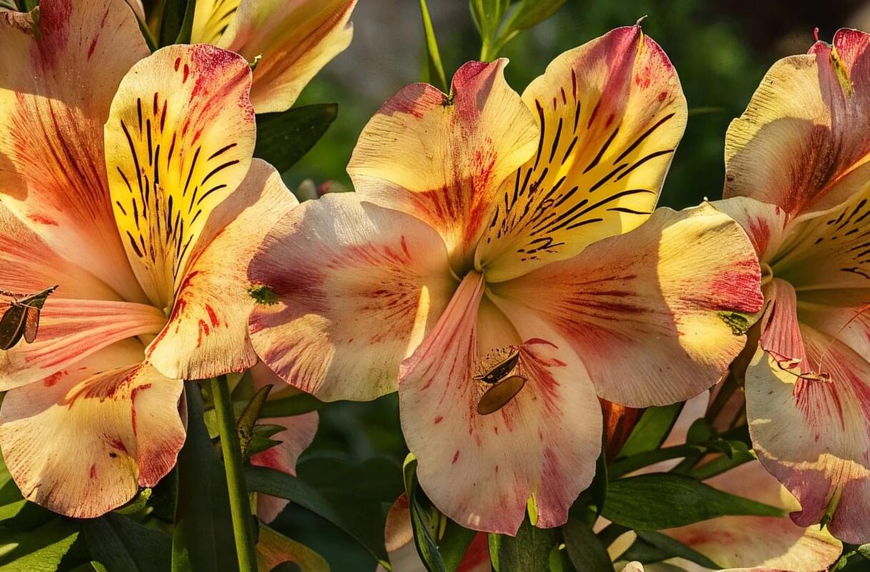 Alstromérie, boubelka 'Inticancha Sunset' - Alstroemeria hybrida 'Inticancha Sunset'