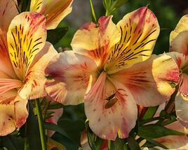 Alstromérie, boubelka 'Inticancha Sunset'