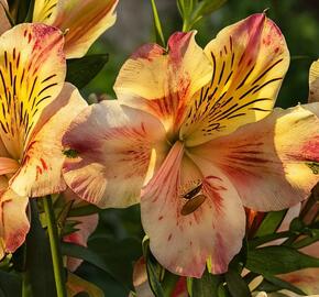 Alstromérie, boubelka 'Inticancha Sunset' - Alstroemeria hybrida 'Inticancha Sunset'