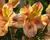 Alstromérie, boubelka 'Inticancha Sunset'