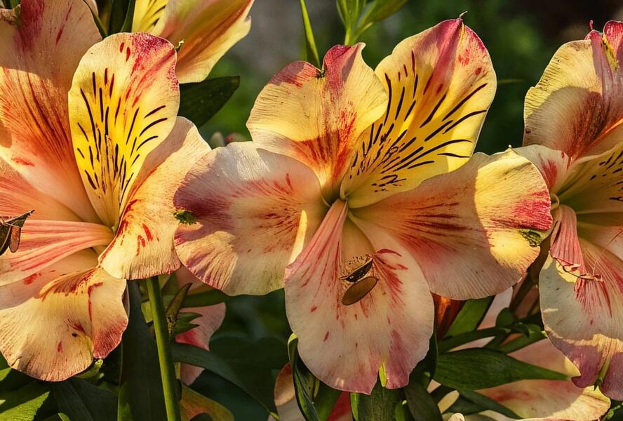 Alstromérie, boubelka 'Inticancha Sunset' - Alstroemeria hybrida 'Inticancha Sunset'