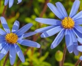 Felicie kapská 'Feeling Blue'