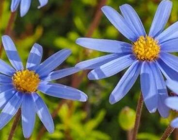 Felicie kapská 'Feeling Blue'