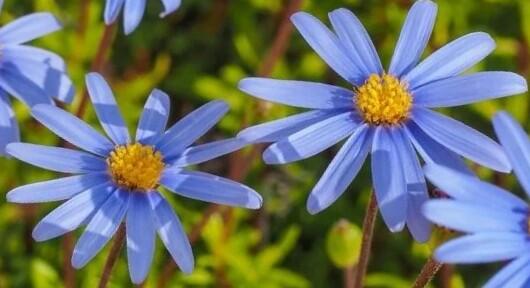 Felicie kapská 'Feeling Blue' - Felicia amelloides 'Feeling Blue'