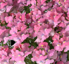 Hledíkovka 'Nesia Pink Crush'