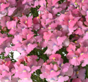 Hledíkovka 'Nesia Pink Crush' - Nemesia hybrida 'Nesia Pink Crush'