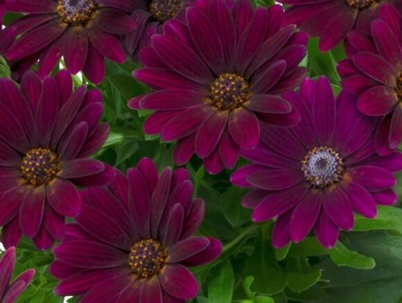 Dvoutvárka 'Margarita Purple Spoon' - Osteospermum ecklonis 'Margarita Purple Spoon'