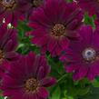 Dvoutvárka 'Margarita Purple Spoon' - Osteospermum ecklonis 'Margarita Purple Spoon'